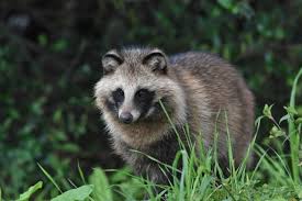 屋根裏に潜む小さな害獣…