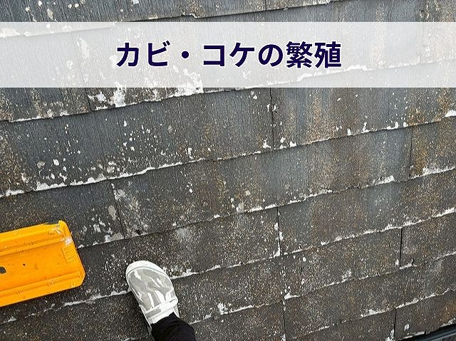 カビとコケが出た屋根材