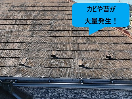 カビや苔が大量発生