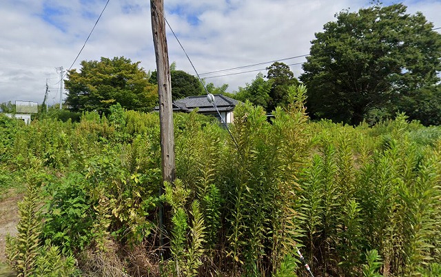 背丈ぐらいまで伸びている雑草