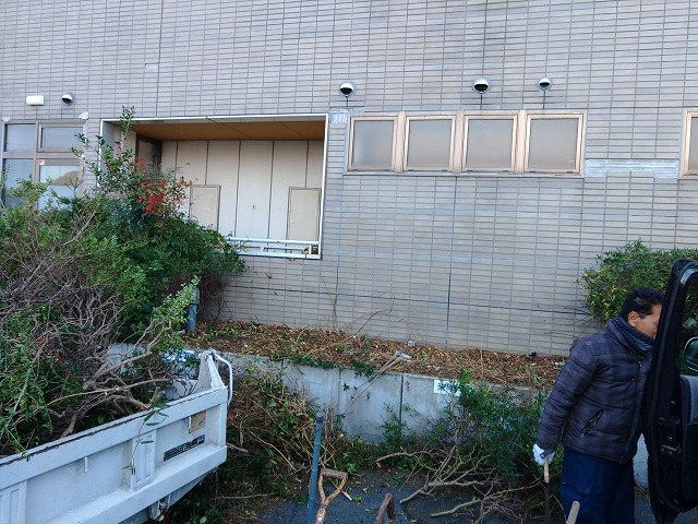 植込みの伐採作業