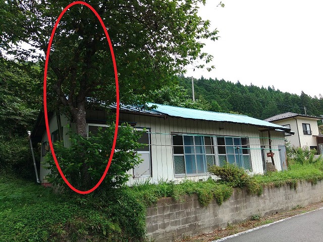 家の角部分にあった木