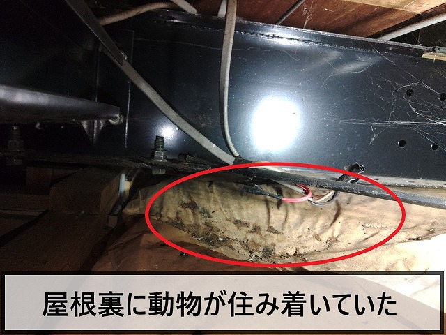 屋根裏には住処にしていたところを発見