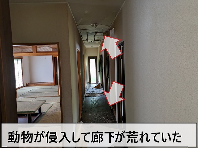 動物が侵入して廊下が荒れていた