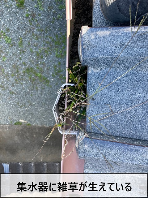集水器から雑草が生えている