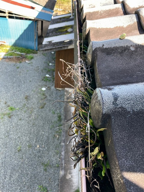 雨樋に雑草が溜まってしまっている