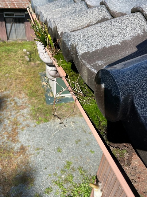 雨樋に土が溜まり苔が発生している状態