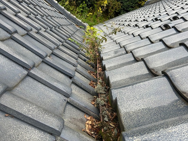 雨樋に枯葉や雑草が溜まっている状態