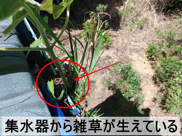 集水器に土が詰まり雑草が生えている状態