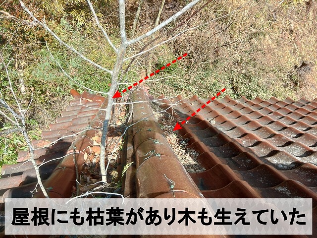 お寺の屋根には枯葉だけでなく木も生えている状態