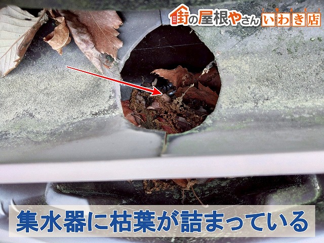 福島県いわき市　集水器に枯葉が詰まっている状態