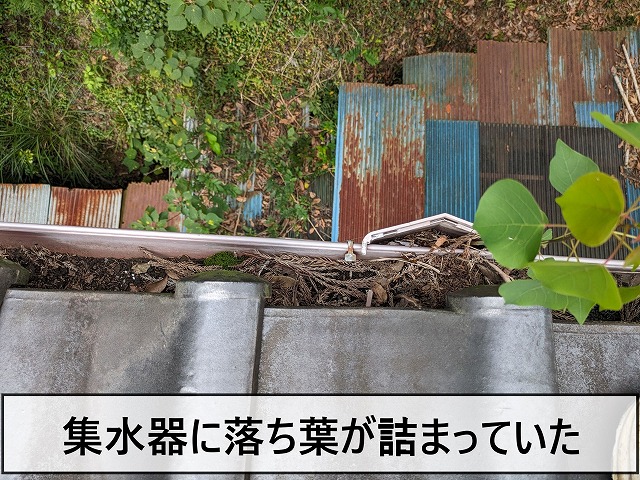 集水器に落ち葉が溜まっていた