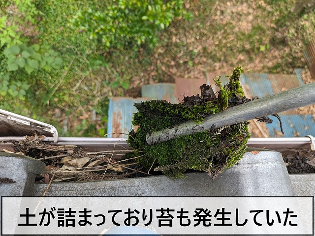 土も詰まっており苔が発生していた