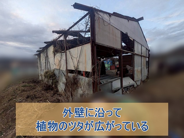 外壁に沿って植物のツタが広がっている