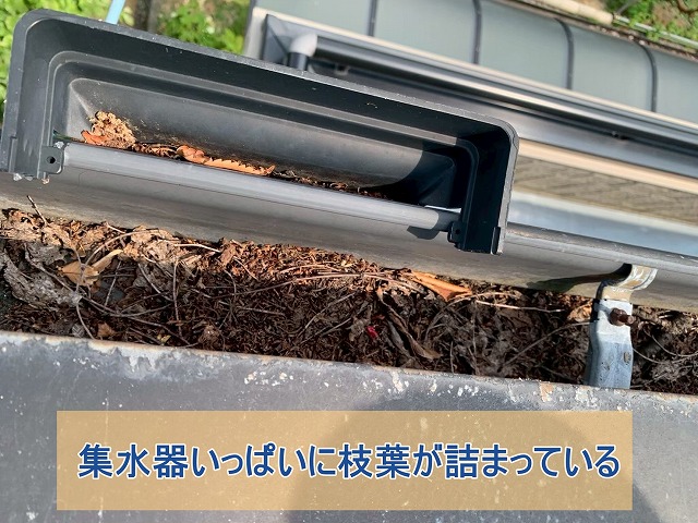 １階の集水器に枝葉が集積している様子