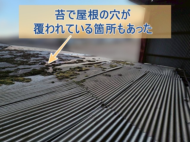 苔で屋根の穴が覆われている箇所があった