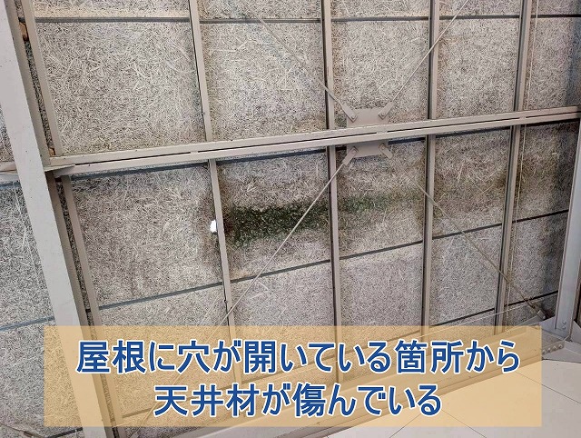 屋根の穴部分から傷みが広がっている天井材
