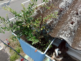 雨樋に植物や土砂が詰まっている様子