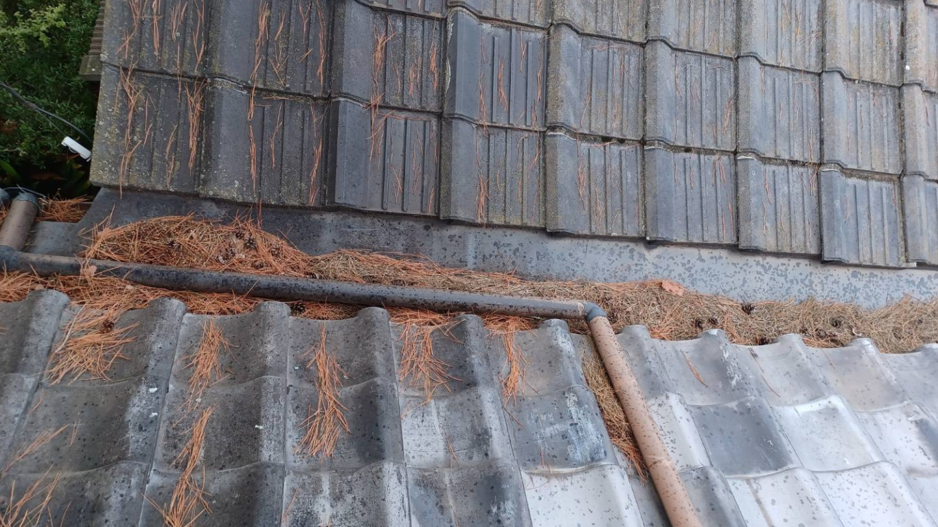 落ち葉の詰まり