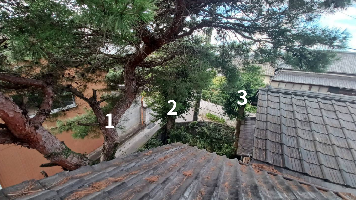 伐採する３本の木