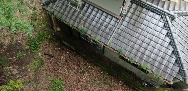 樋に落ち葉の詰まり