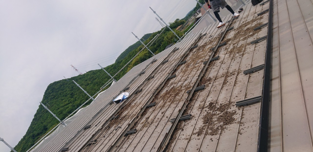 パネルを撤去すると糞が堆積