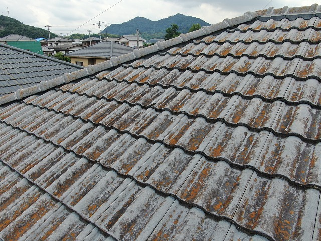 住宅屋根の現場調査でモニエル瓦の苔の繁殖を確認