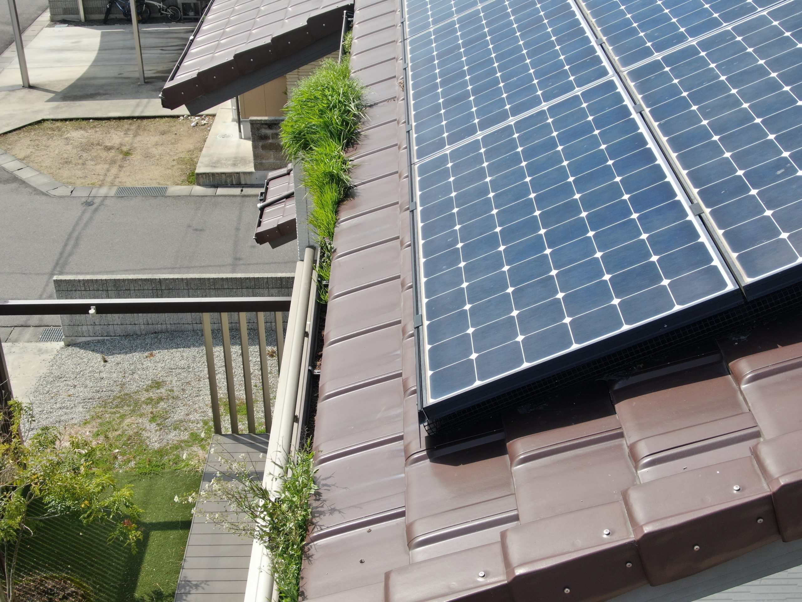 雨樋に雑草が詰まっている
