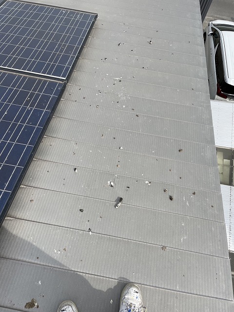 屋根に鳩の糞が大量