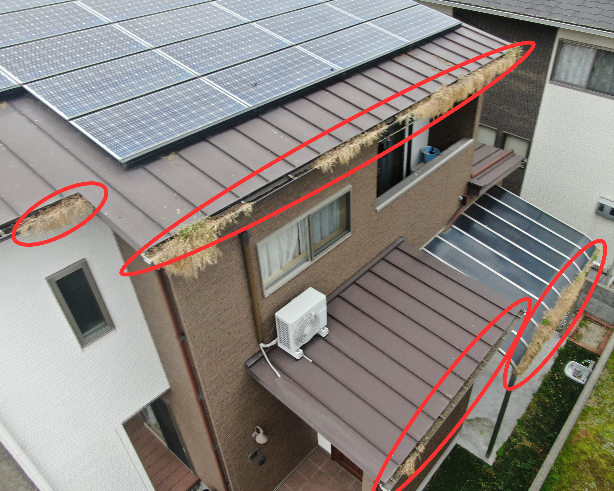 横樋はハトが運んできた土や植物が繁殖