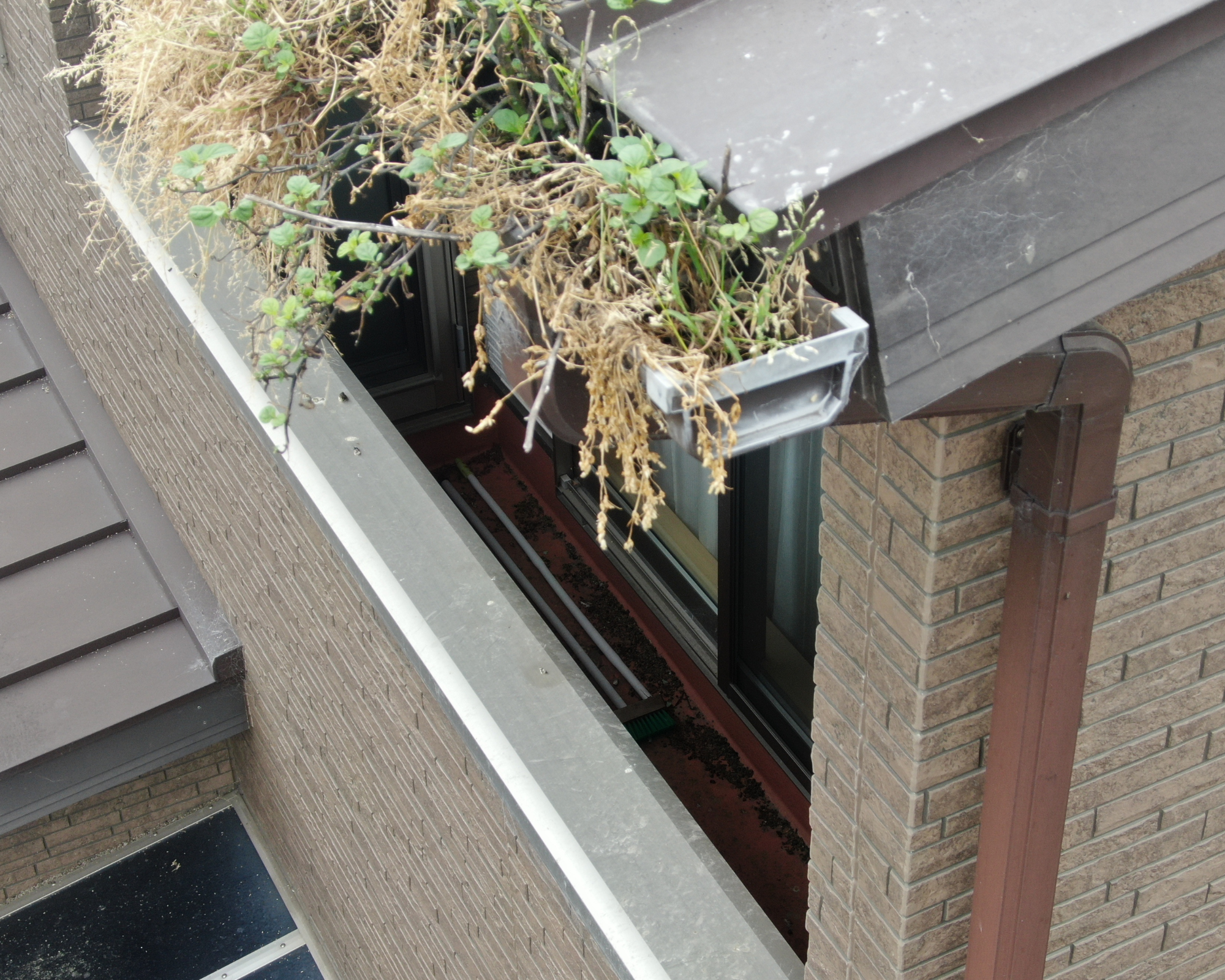 横樋に草が生えている