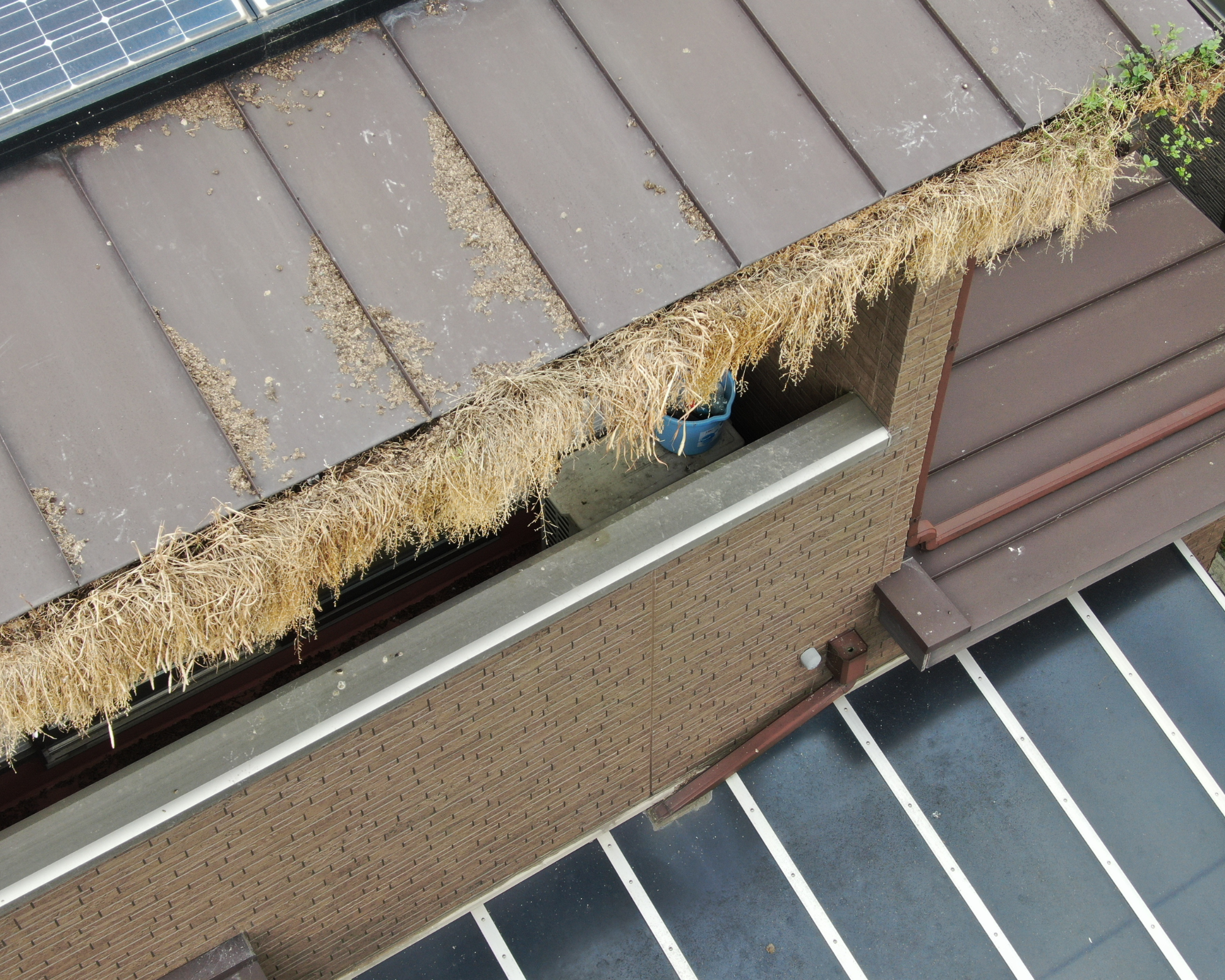 屋根にハトの糞被害