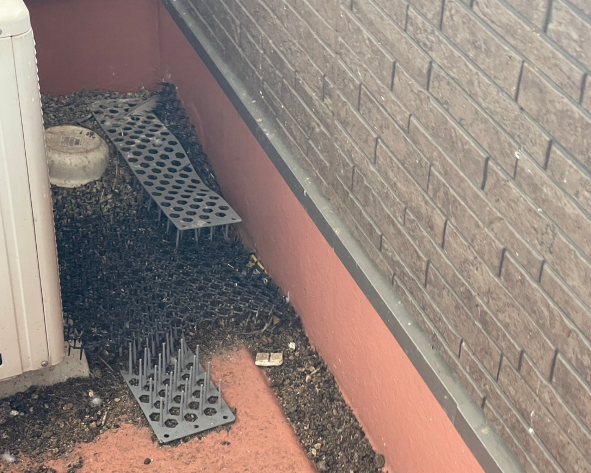 ベランダに鳩が運んだ土や草