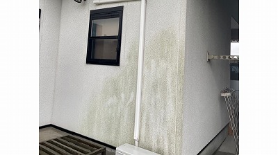 リシン吹付に緑の苔発生