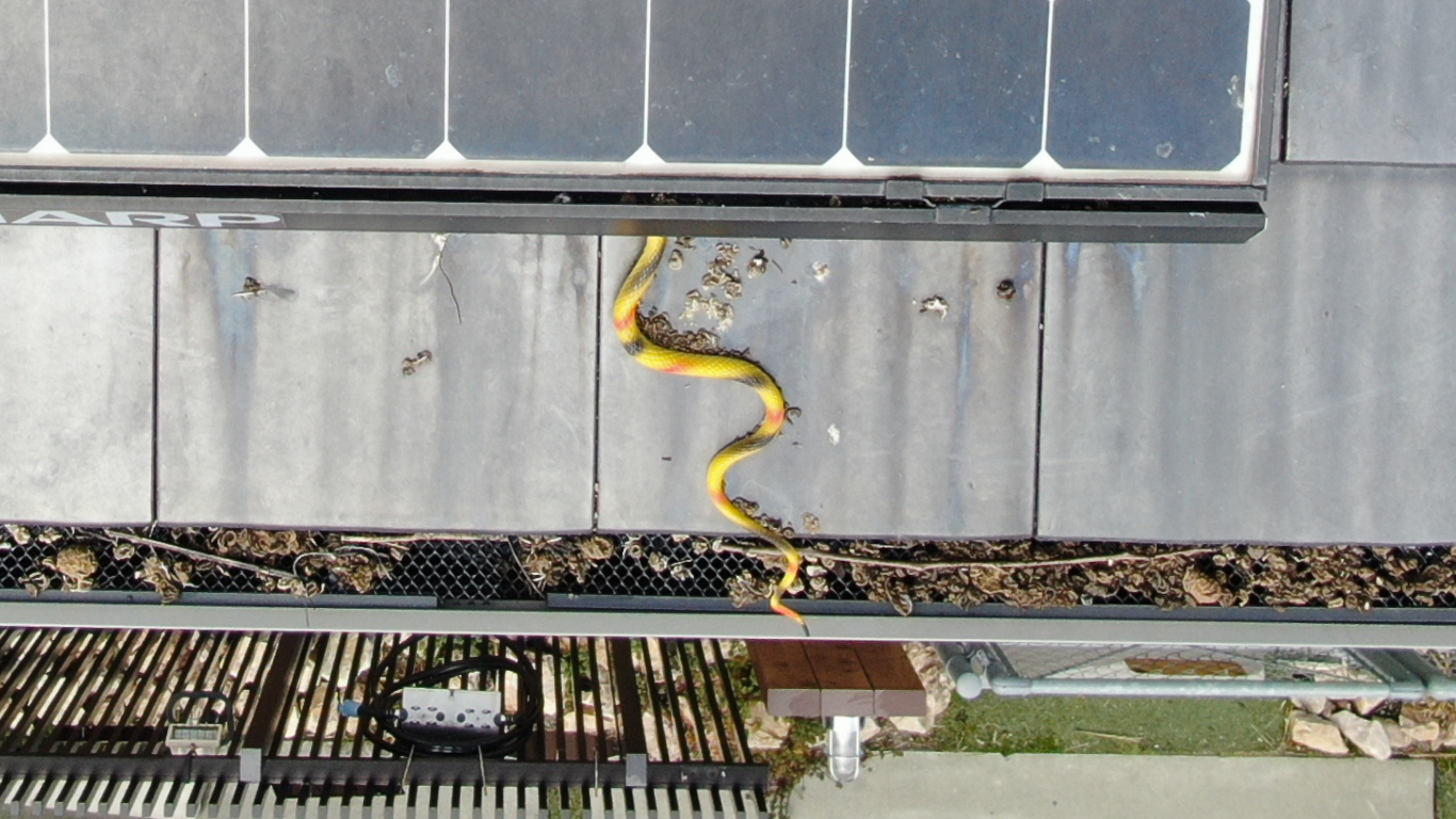 おもちゃの蛇で脅し