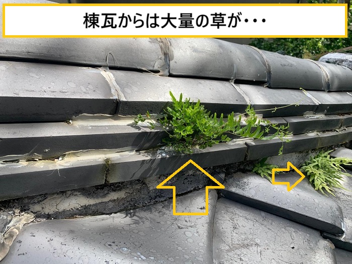 箕面市｜瓦屋根に草が生える原因とは？雨漏りとの関係を無料点検で徹底解説！