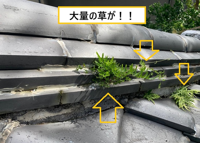 池田市｜瓦屋根から雑草が…放置すると雨漏りする可能性も！