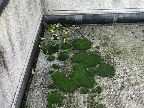 苔がびっしり生えたベランダ