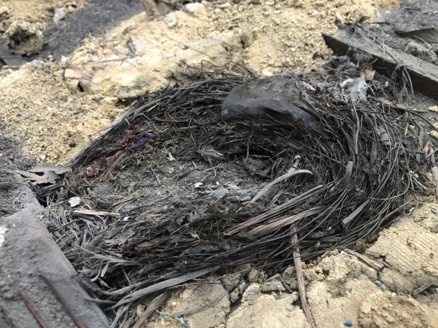 釉薬瓦捲り作業中鳥の巣発見