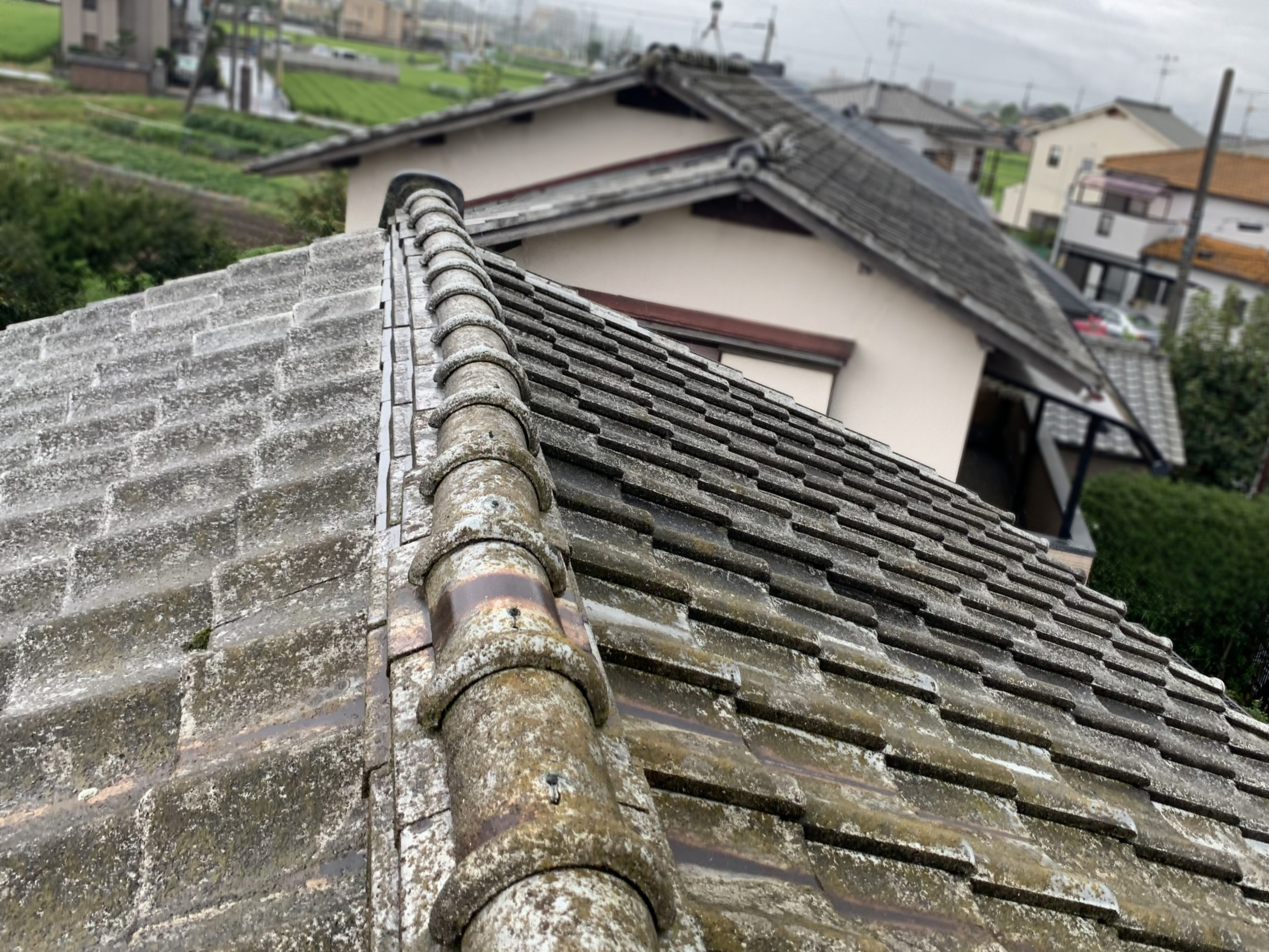 苔が繁殖した瓦屋根