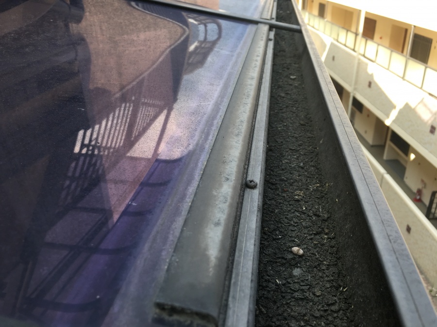 雨樋に溜まったゴミ