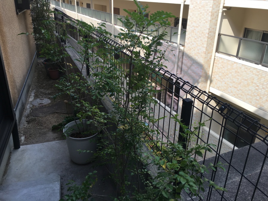 養生前のベランダ植物
