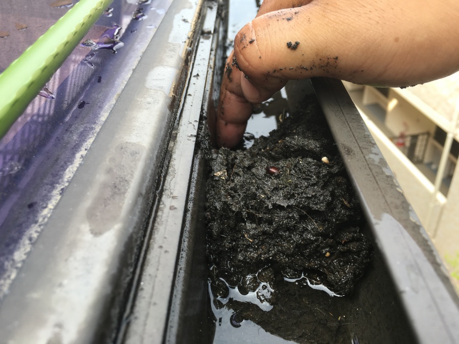 雨樋に溜まったゴミをかき出す手