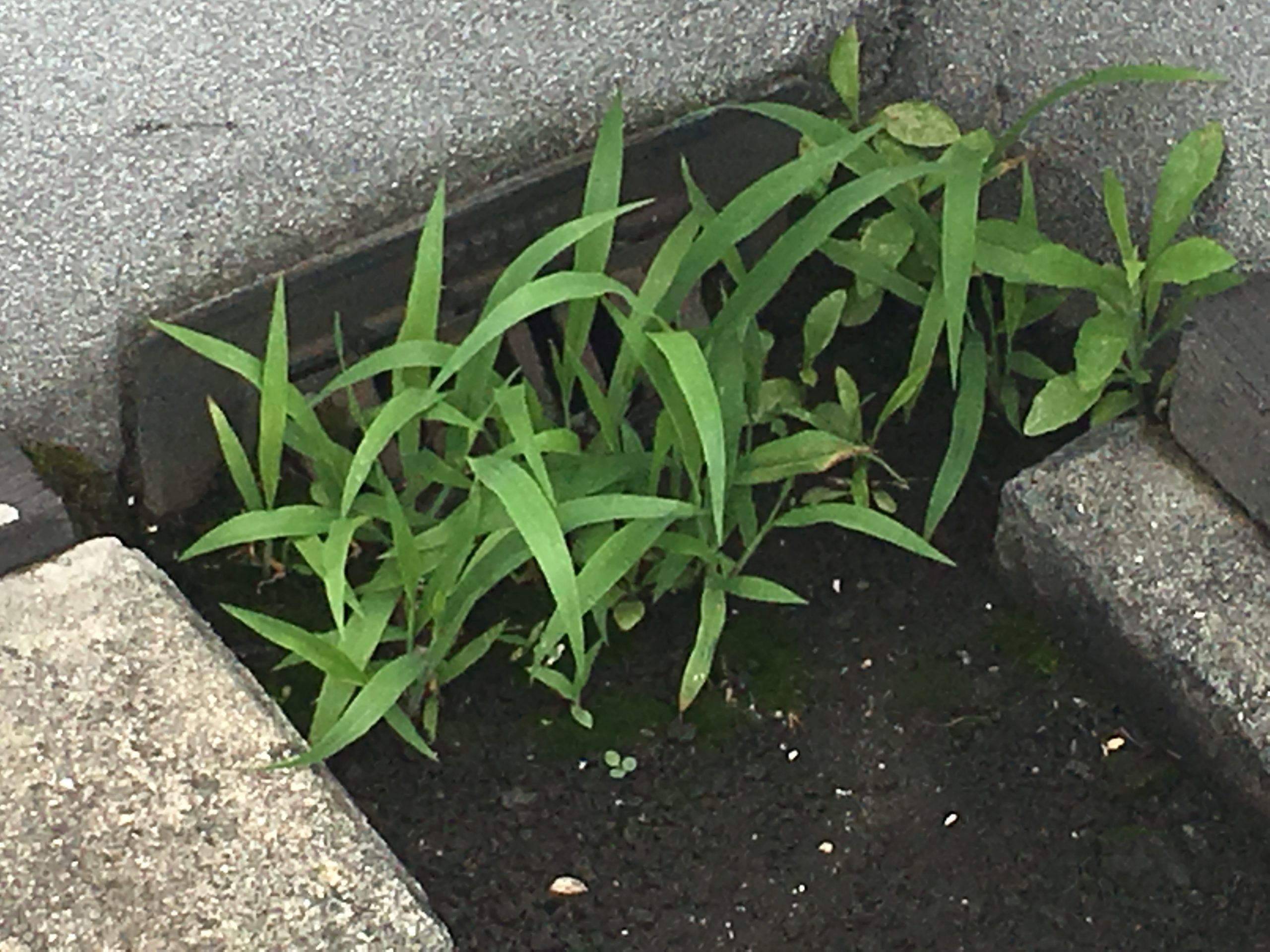 雑草の生えた排水口