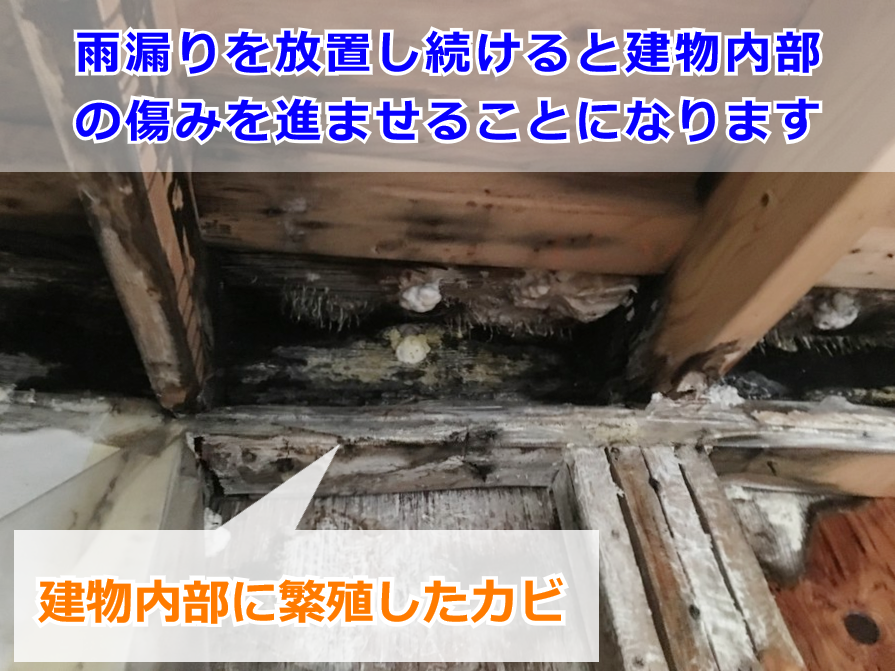 雨漏りによって繁殖した建物内部のカビ