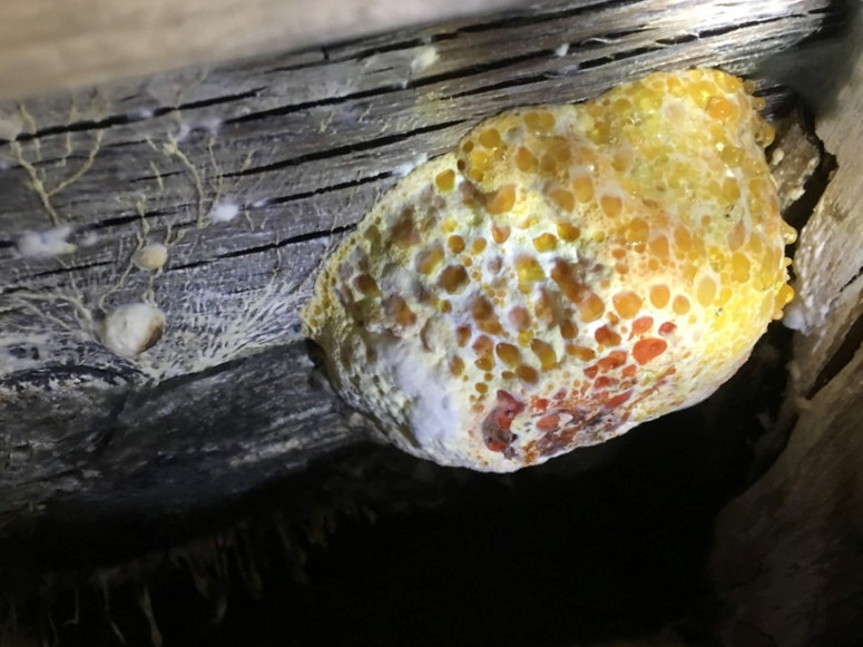 屋根裏に生えたきのこ