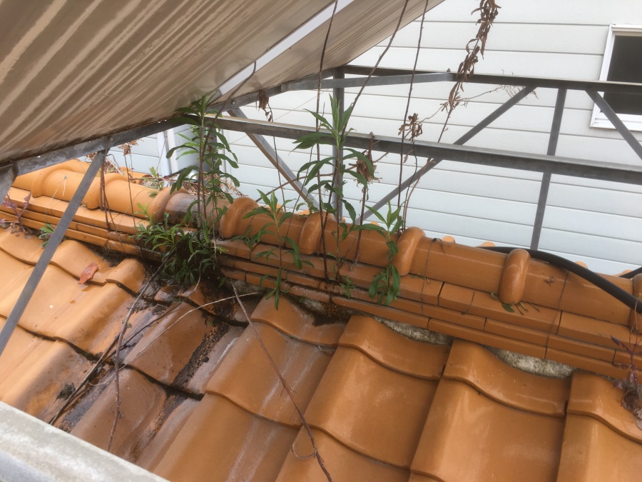 瓦屋根に生えた雑草