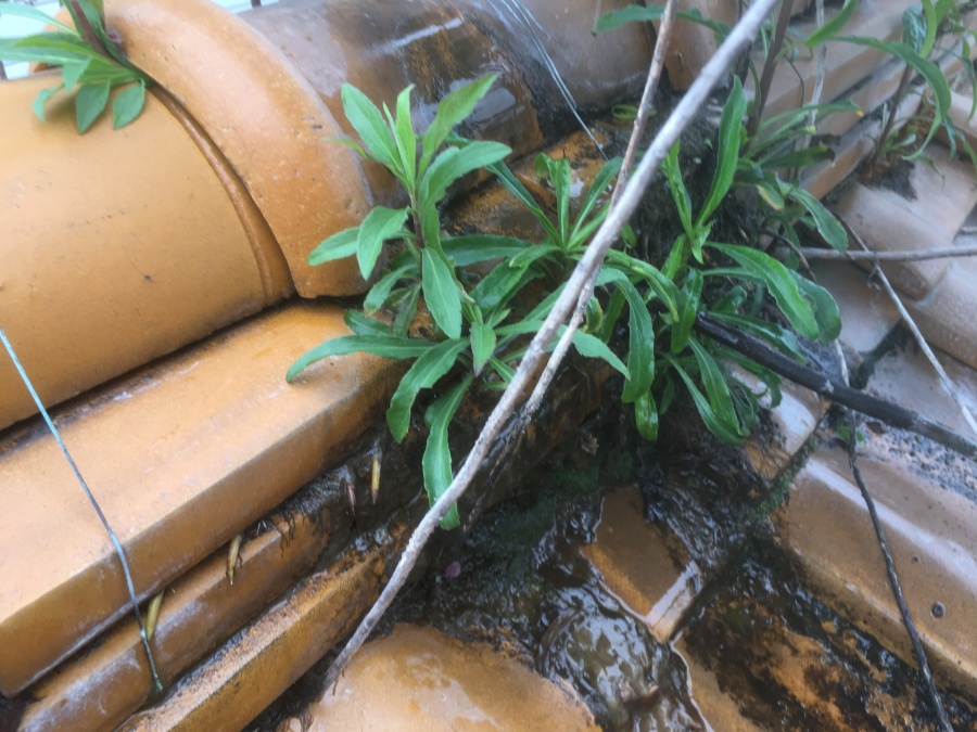 瓦屋根に生えた雑草