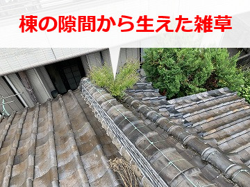 瓦屋根に生えた雑草