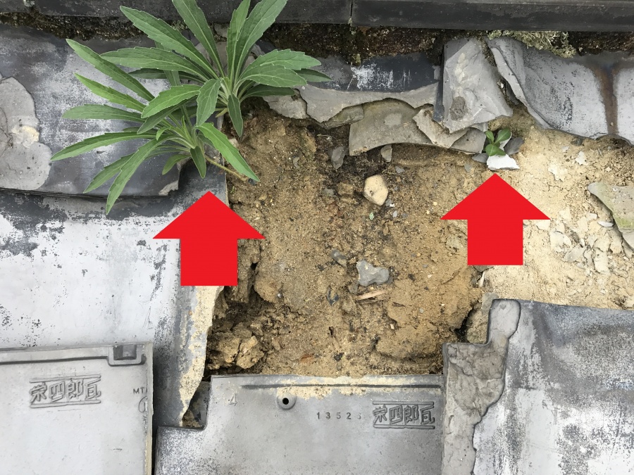 雑草の生えた屋根瓦下地